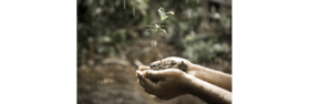 Hands holding a plant